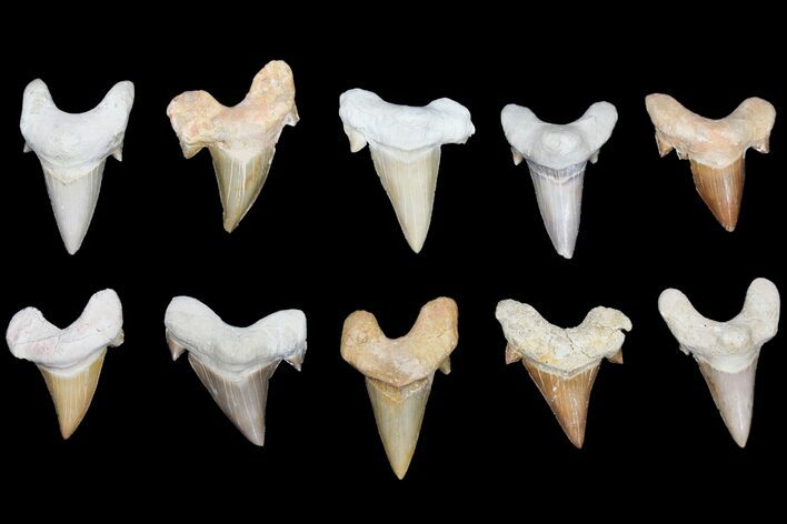 Lot - to Fossil Otodus Shark Teeth - Pieces #133654